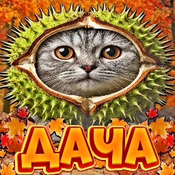 Discovery icon for 🍁Дача Зейна🍂 Discord server
