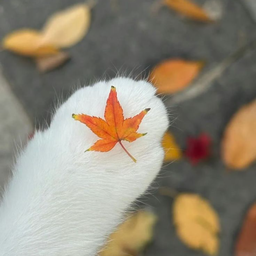 Discovery icon for hope❜ 𓆩♡𓆪 guild┆revamping SLOWLY/ apps ꜝ ⁺ Discord server
