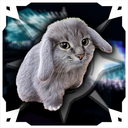 Discovery icon for Finn's Vault | SolRich Macro Discord server